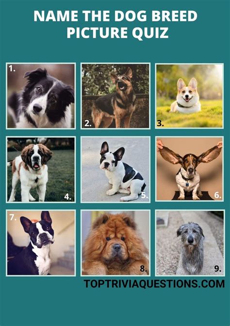 dog breed identifier quiz.